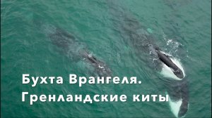 Бухта Врангеля. Гренландские киты. Wrangel's Bay. Whales