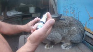 Ушной клещ . Просто и не дорогое лечение.Березовый деготь.