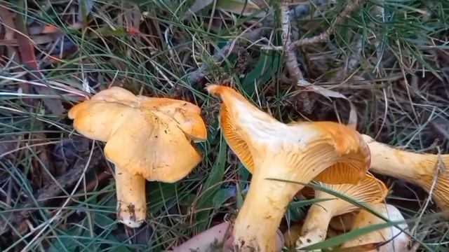 Cantharellus cibarius. Setas Buenos comestibles. Μανιτάρι κορυφαίο πολύ νόστιμο. 31 Ιουλίου 2022 смотреть онлайн