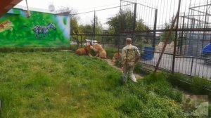 Львы Филя и Витя и Малыш или ОЛЕГ ЗУБКОВ СПЕШИТ НА ПОМОЩЬ