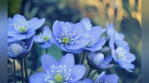 ЖЕЛАНИЕ БОЯЩИХСЯ ЕГО  БОГ ИСПОЛНЯЕТ.Песня .Гульчуки.