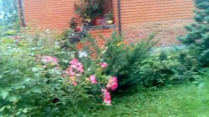 Мускусная роза Bukavu в августе