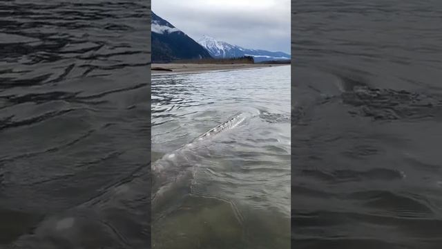 Scenic escape 💦 #fish #fishing #slomo #waterworld #amazing #beautiful #fyp #fishwithyves #canada