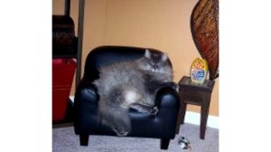 Кто такие Коты?