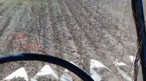 Уборка подсолнуха комбайном Нива СК 5