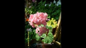 38.Chelsea Gem 1,첼시 젬 ,Pelargonium