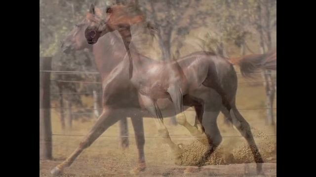 Лошади смотреть онлайн