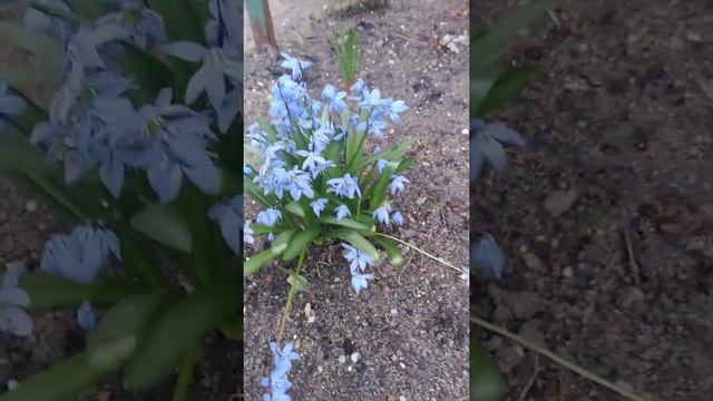 Пролеска сибирская тоже относится к первым подснежникам.