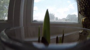 10 hour time lapse of Gladiolus bulbs growing