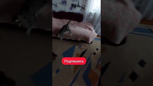 Это разборка. Марсик и Васютка