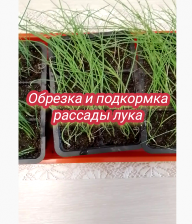 Обрезка и подкормка рассады лука