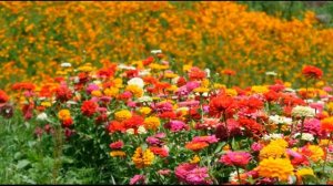 Цветочная поляна