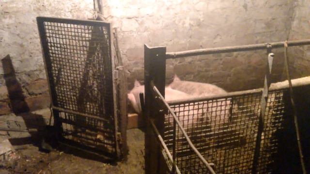 Сало - Начало - Свині ростуть #1 смотреть онлайн