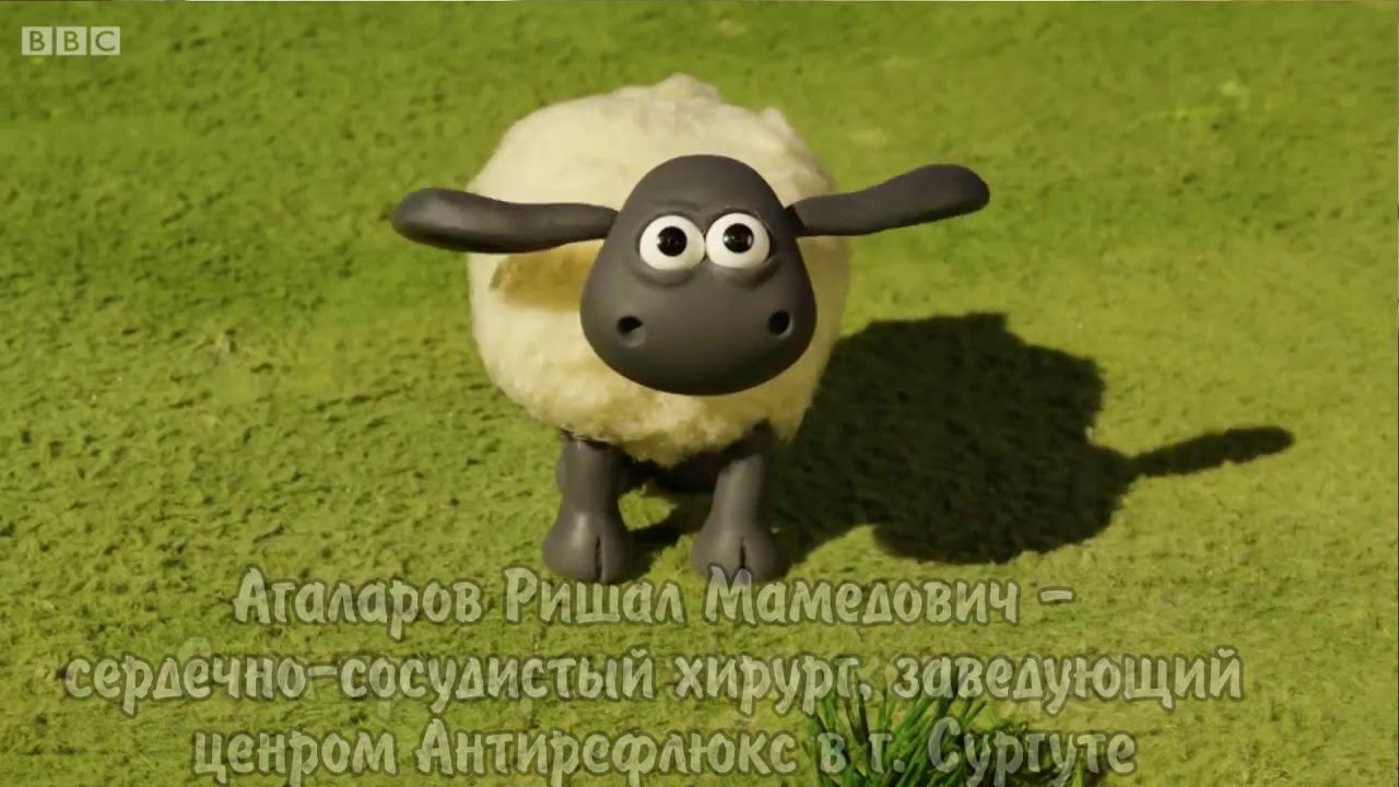 Экспериментальное изучение методов облитерации вен на баранах в Сургуте