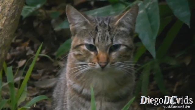 Tabby cat - Felis catus Felinae кот Florianópolis Brasil