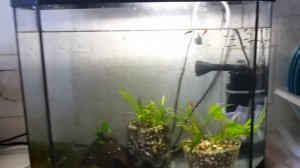 РАЗВЕДЕНИЕ МОЛЛИНЕЗИЙ И МЕЧЕНОСЦЕВ.МАЛЬКИ.