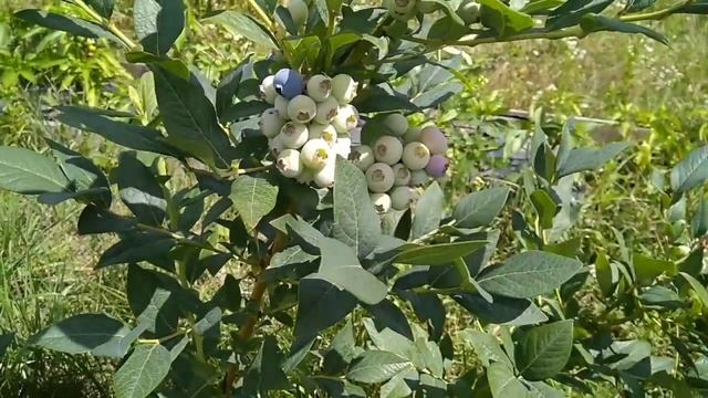 Лохина дозріла,Блюкроп,Бонус,Река,Дюк,Елліот. смотреть онлайн