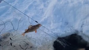 Поднялся злой окунь. Забил сеть. Проверка сети????