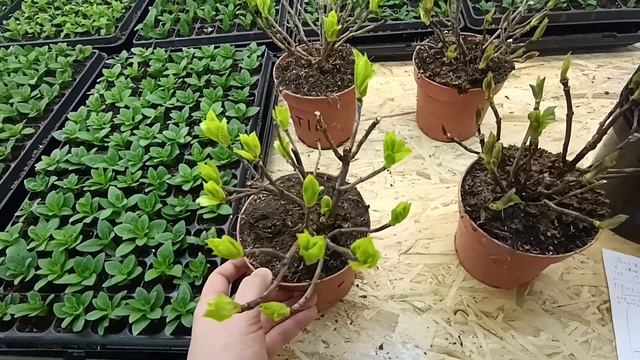 Гортензии полуфабрикат | Крупнолистная смотреть онлайн