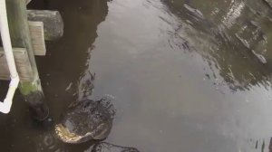 Aggressive Alligator Attacks Camera Man  (Aллигатор атакует камеру)