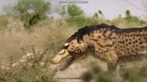 Прогулки с чудовищами научный разбор 2 серия киты убийцы.