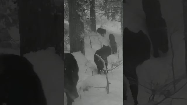 волки. видеоловушка говорят наши седановские. или канадские волки. но первый то наш волк. сибирский