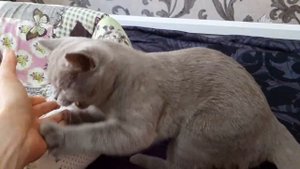 #51 Чем кормить британских кошек чтобы они были здоровы и счастливы(#британские #кошки #happy #cats
