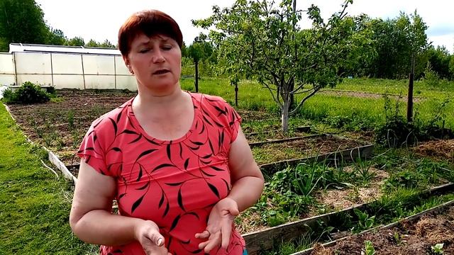 Как я избавилась от медведки. Простой и верный способ.