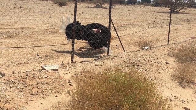 Танец страуса в пустыне Негев (Израиль) смотреть онлайн