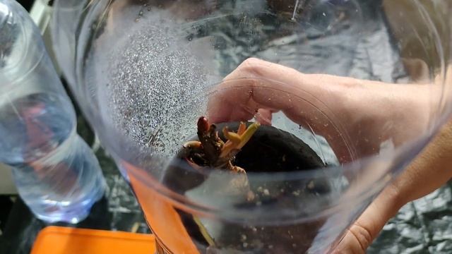 Филодендроны и монстеры (Philodendrons and monsters) смотреть онлайн