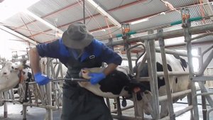 Как правильно задавать кальциевые болюсы "Торпеда" с помощью болюсодавателя "Кекстон"