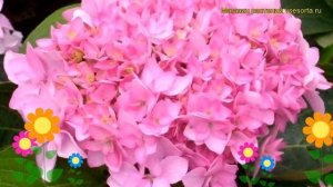Гортензия крупнолистная Ты и я навсегда (ю энд ми форевер). Краткий обзор