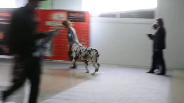 01.04.2018 КЧК "Немецкий Дог" чёрно-мраморные смотреть онлайн