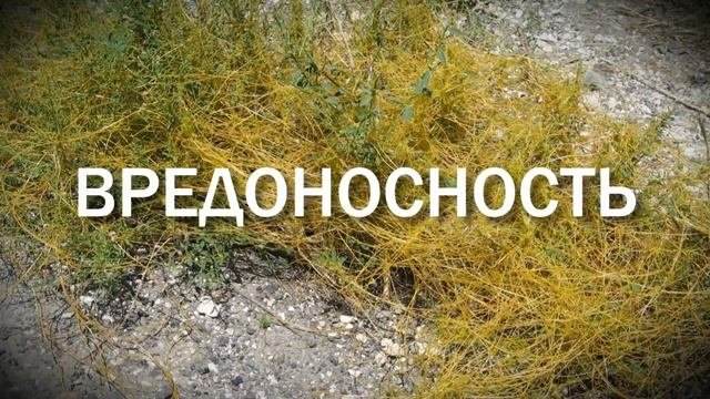 Семена и плоды карантинных сорных растений