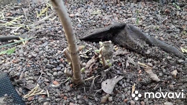 Крупнолистные и метельчатые ГОРТЕНЗИИ ?ВЕСЕННЯЯ обрезка на пень. РЕЗУЛЬТАТ?Первая подкормка? смотреть онлайн