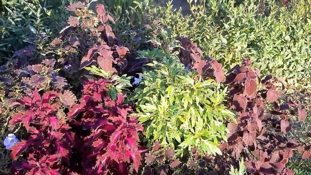 ? Колеусы? Разобралась с сортами? Готовлю каталог? смотреть онлайн