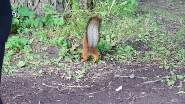 🔴 Лето в Санкт-Петербурге - Елагин остров \ Summer in St.Petersburg - Elagin Island | Squirrels смотреть онлайн