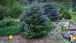 Пихта корейская Сиберлок. Краткий обзор, описание характеристик abies koreana Silberlocke