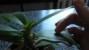 Поговорим о детках...))))) Мои орходетки часть 1!!!!!