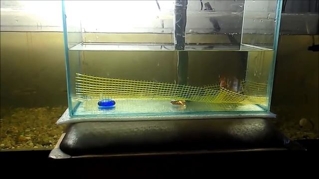 Нерест суматранских барбусов. Spawning tiger barbus. смотреть онлайн