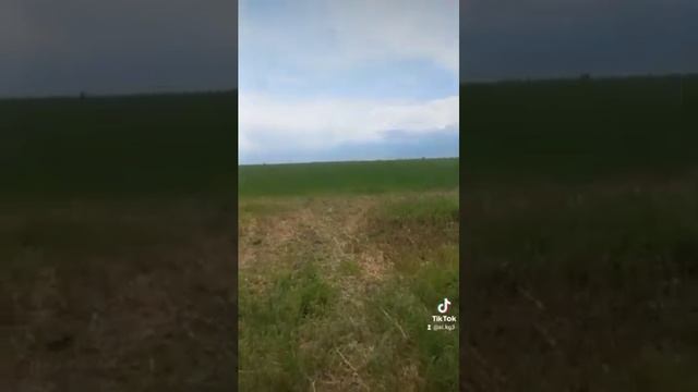 Предпосевная обработка пшеницы, ячмень, рожь, овес На 1 тонну семян 300 грам смотреть онлайн