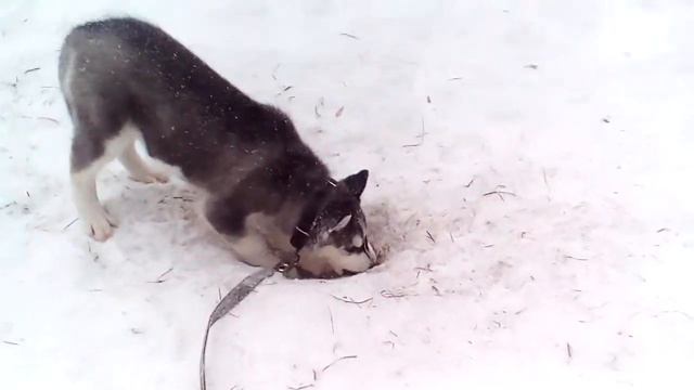 Хаски роет норку, ловит мышку 🐺🐭
