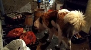 Прогулка в подземелье. Московская сторожевая.