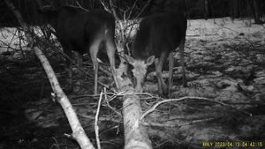 Фотоловушка Болигуард #15 Упавшая осина