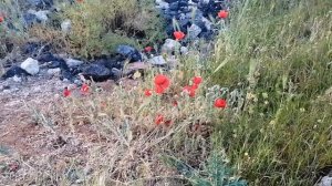 Природа Севастополя