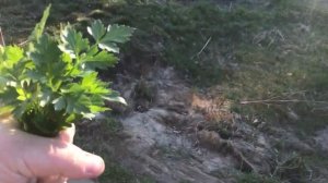 ВЛОГ#188. Уха из петуха в казане на костре