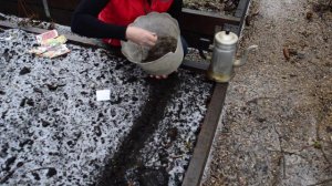 Успейте посеять виолу в декабре! Зимний посев