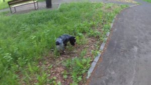 Русский охотничий спаниель  , 3 месяца.