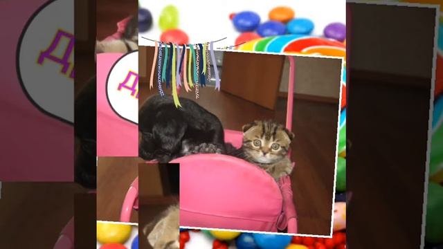 Котята и собаки. Дружба между котёнком и щенком! смотреть онлайн