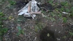 Сажаю липу и лещину вокруг моего участка.